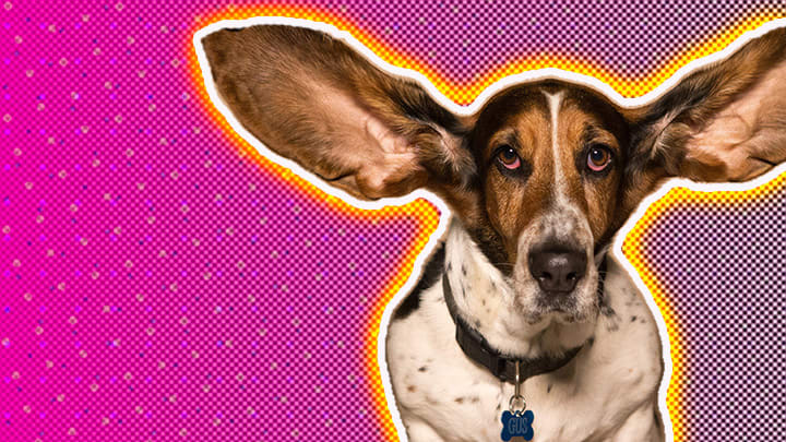 Image of a basset hound with ears in the air with a halo glow and a halftone dotted background